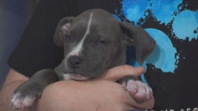 Pet Project: Donovan from Paws for Life K9 Rescue