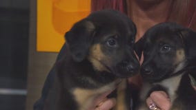 Pet Project: Sadie and Georgie from Doggie Tahiti
