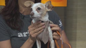 Pet Project: Tanner from Best Friends Animal Society