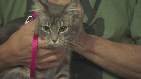 Pet Project:Janis Joplin from Kitty Bungalow Charm School for Wayward Cats