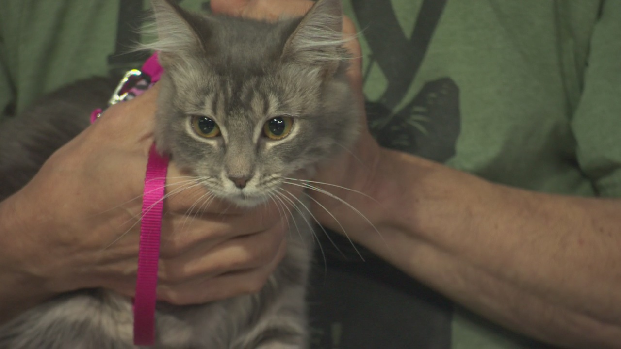 Pet Project:Janis Joplin from Kitty Bungalow Charm School for Wayward Cats