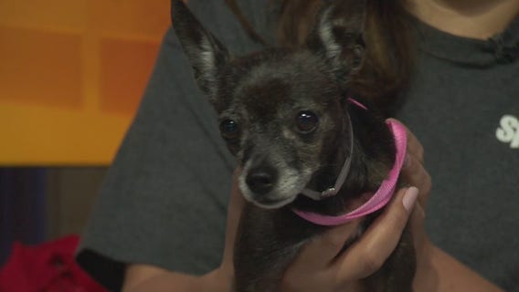 Pet Project: Genevive from spcaLA