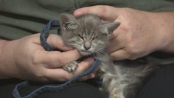 Pet Project: Vixen from Kitty Bungalow Charm School for Wayward Cats