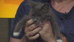 Pet Project: Leilani from NKLA Pet Adoption Center