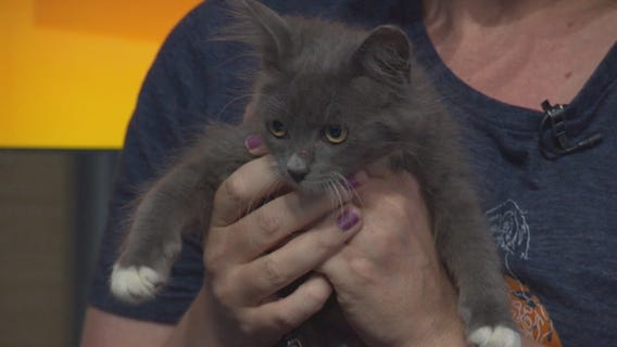 Pet Project: Leilani from NKLA Pet Adoption Center