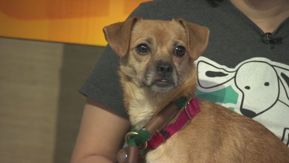 Pet Project: Merry from Michelson Found Animals Adopt and Shop