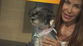 Pet Project: Lady from Karma Rescue