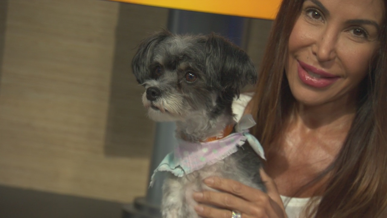 Pet Project: Lady from Karma Rescue