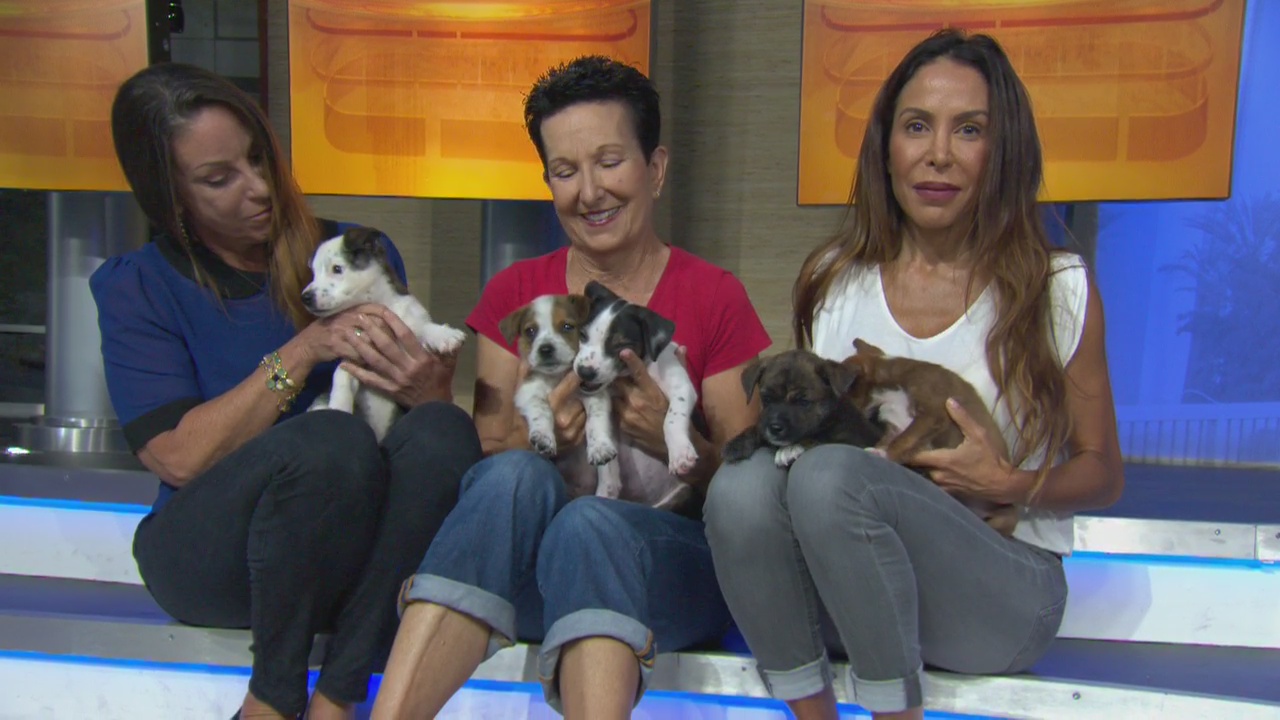 Pet Project: Lab puppies