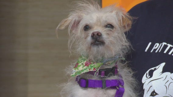 Pet Project: Agatha from Paw Works