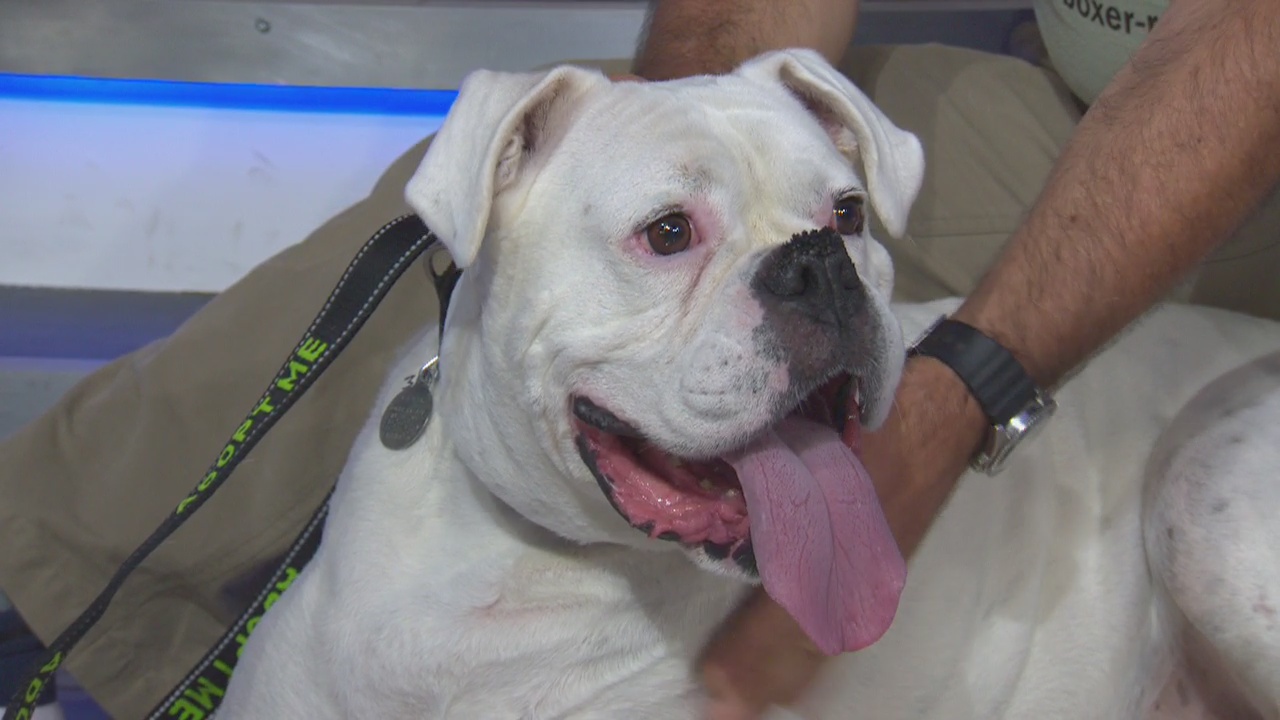 Pet Project: Magic from Boxer Rescue LA