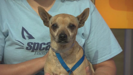 Pet Project: Flapjack from spcaLA