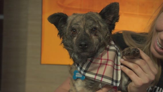 Pet Project: Vinnie from Paw Works