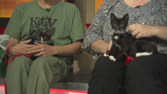 Pet Project: Ice Cream Sammy and Urban Bungalow from Kitty Bungalow