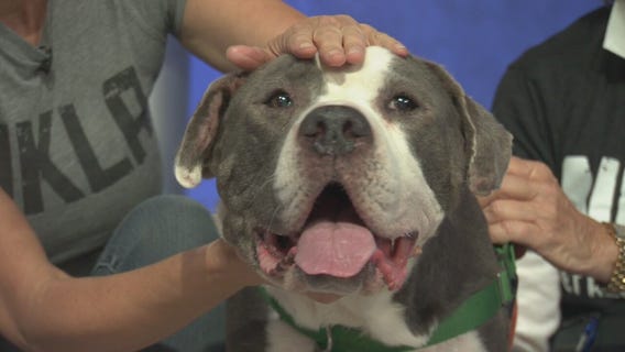 Pet Project: Harvey Milkbone