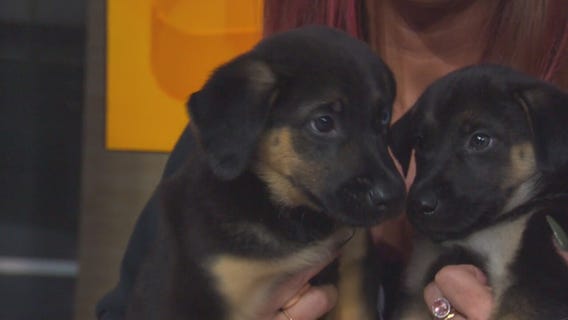 Pet Project: Meet Sadie and Georgie from Doggie Tahiti