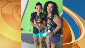 Pet Project: Pepper from LA Animal Services