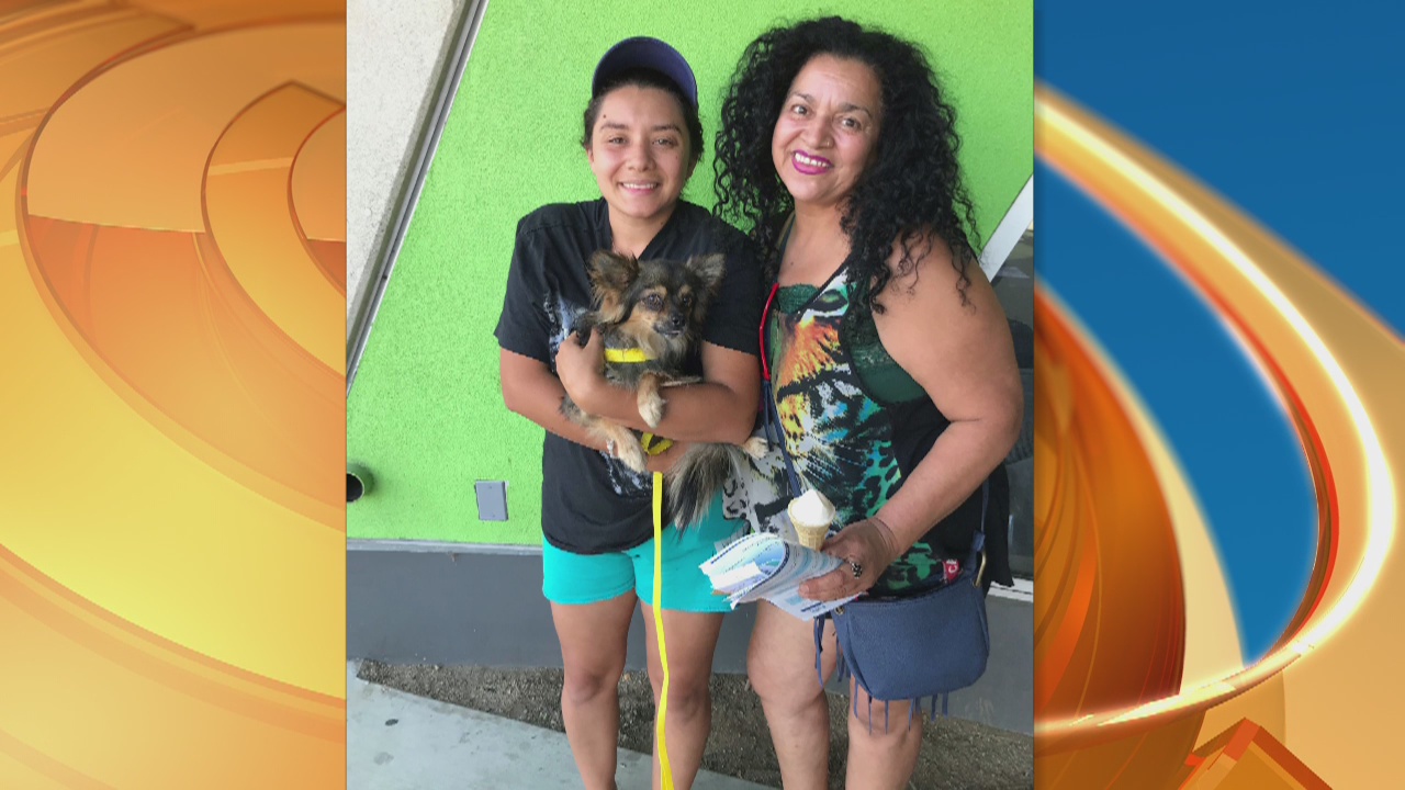 Pet Project: Pepper from LA Animal Services