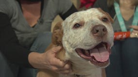 Pet Project: Beaker from NKLA