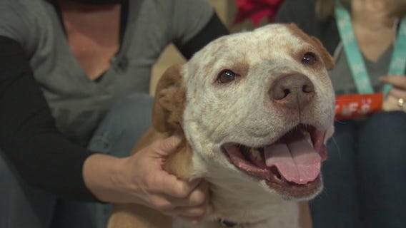 Pet Project: Beaker from NKLA