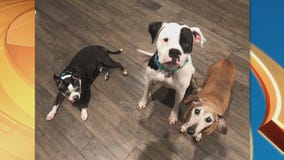 Pet Project Success Story: Bonnie and Clyde from Best Friends Animal Society