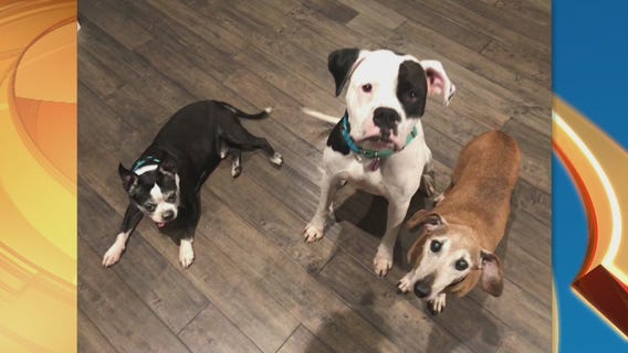 Pet Project Success Story: Bonnie and Clyde from Best Friends Animal Society
