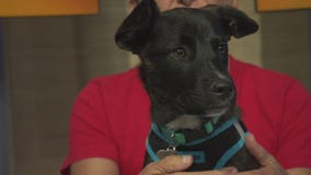 Pet Project: Linus from Labradors and Friends Dog Rescue