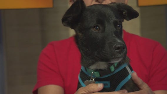Pet Project: Linus from Labradors and Friends Dog Rescue