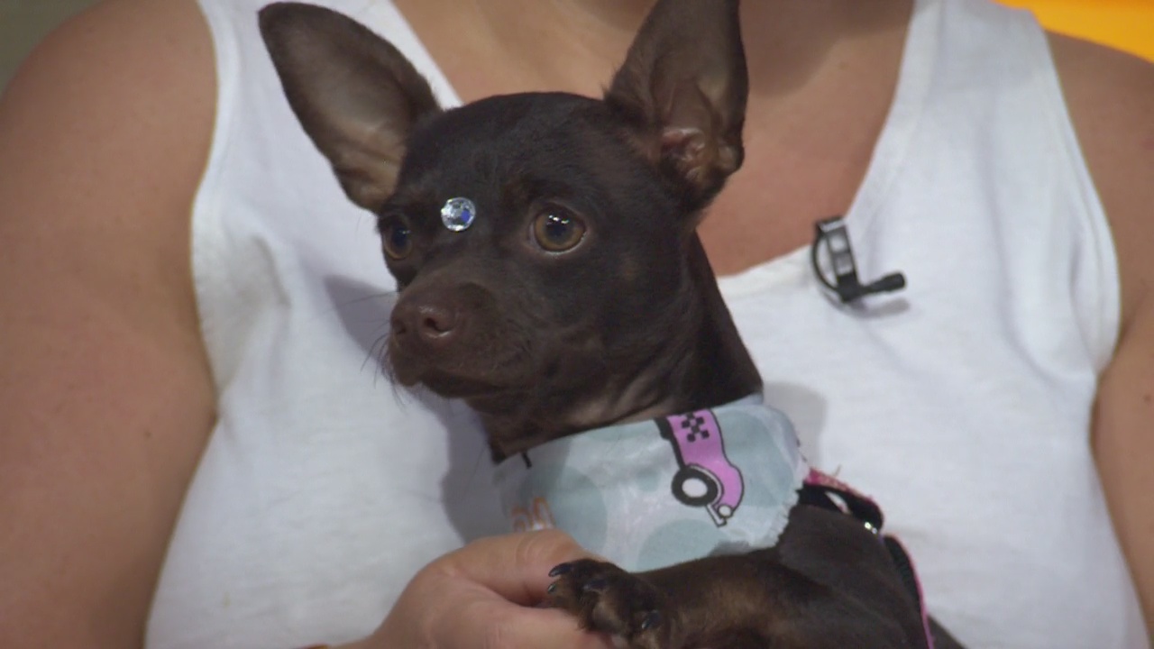 Pet Project: Snicker Doodles from Ken-Mar Rescue