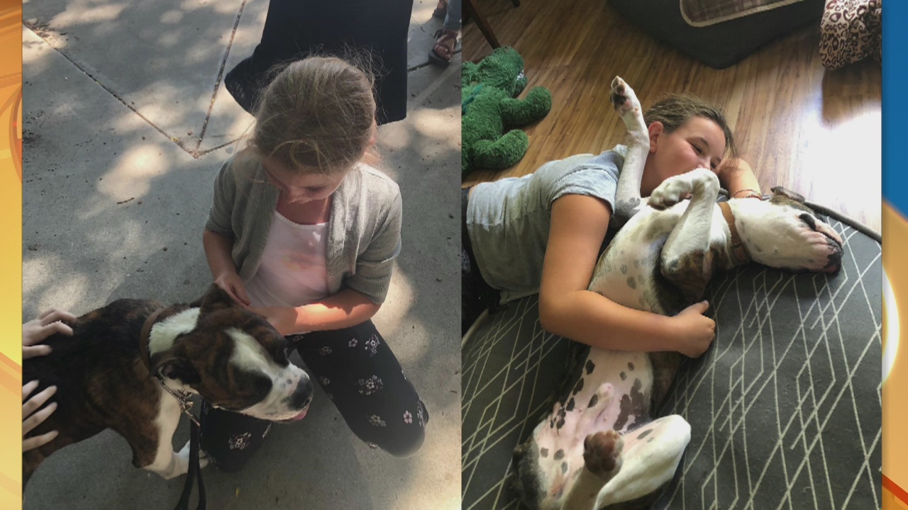 Pet Project Success Story: Hennessy finds his forever home