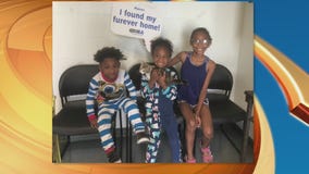 Pet Project Success Story: Jello from SPCALA finds forever home