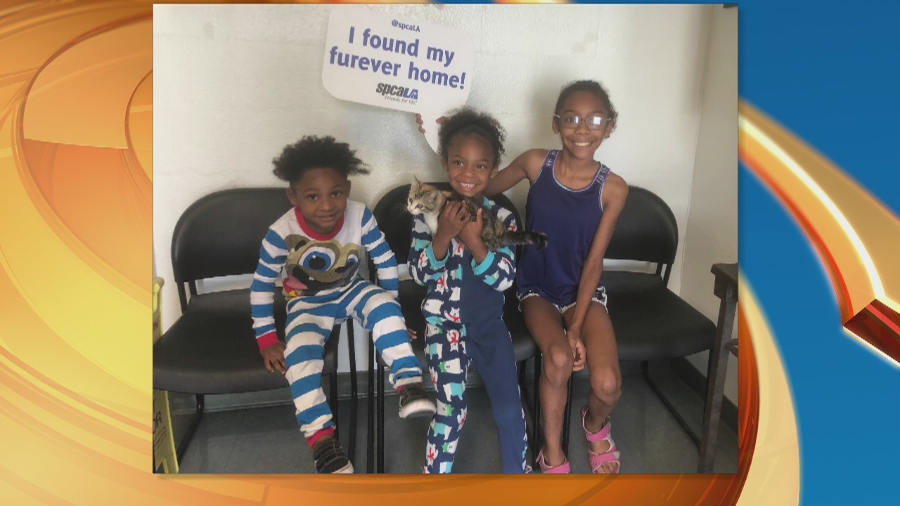 Pet Project Success Story: Jello from SPCALA finds forever home