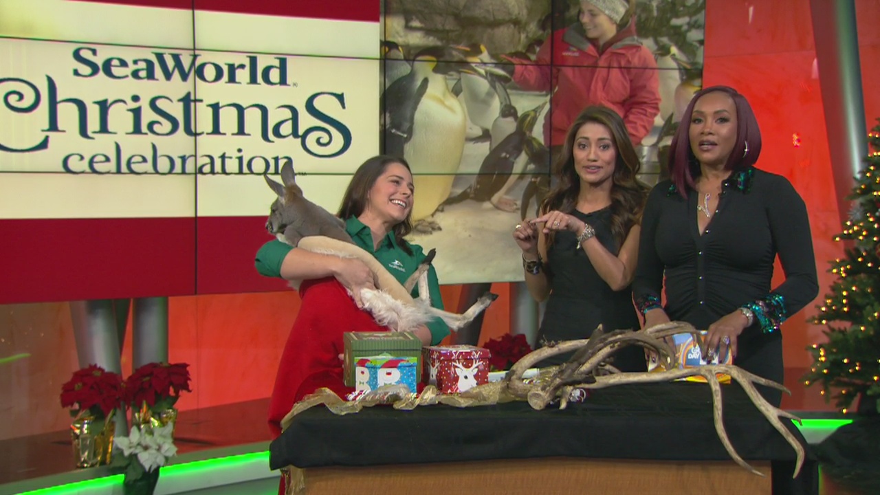 Celebrate Christmas at SeaWorld