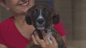 Murphy from Labradors and Friends Dog Rescue