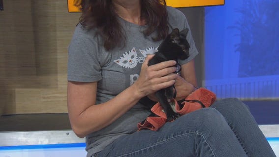 Pet Project: Jasmine from Best Friends Animal Project