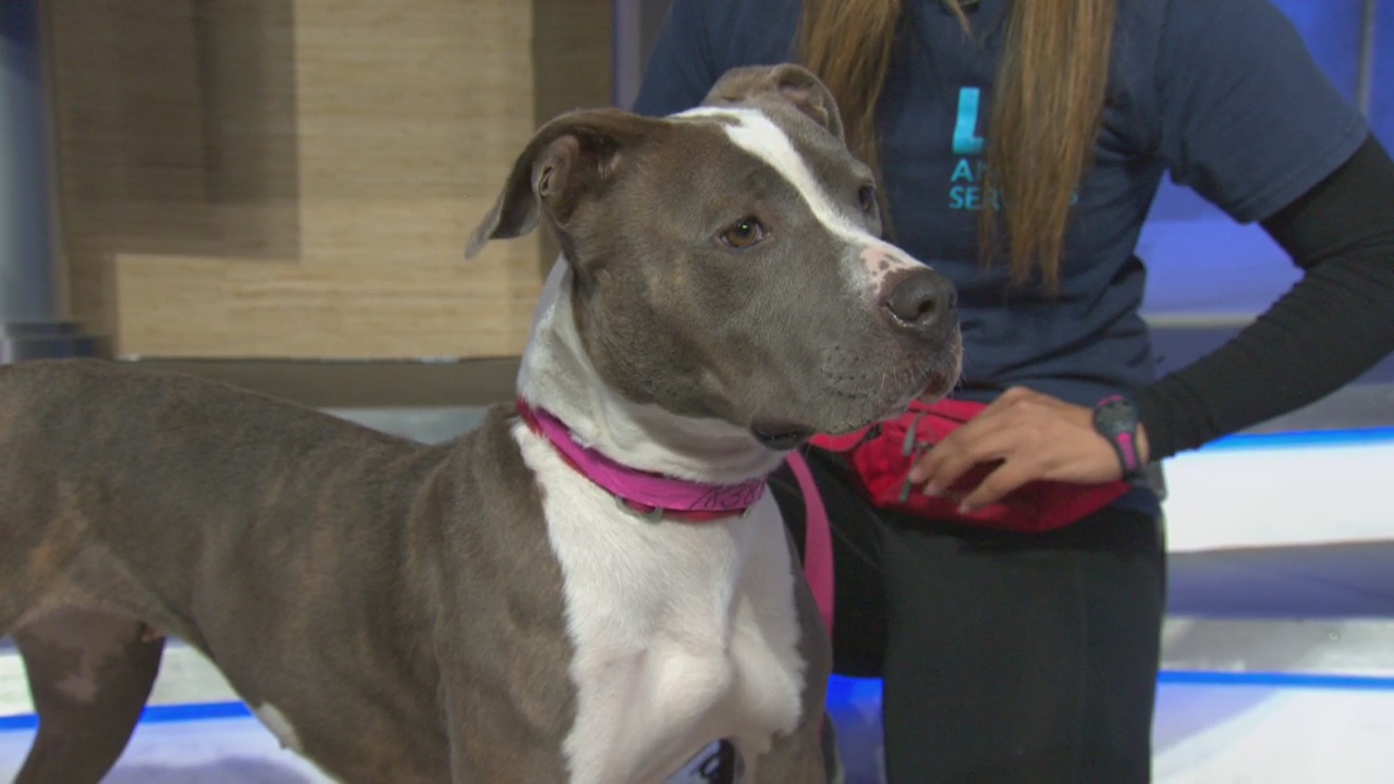 Pet Project: Sweet Pea from Paws for Life