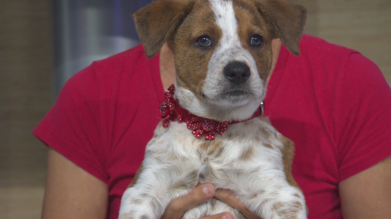 Pet Project: Pants from Labradors and Friends Dog Rescue