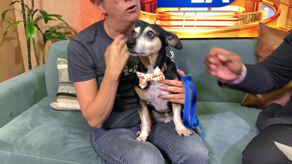 Pet Project: Blake from Best Friends Animal Society