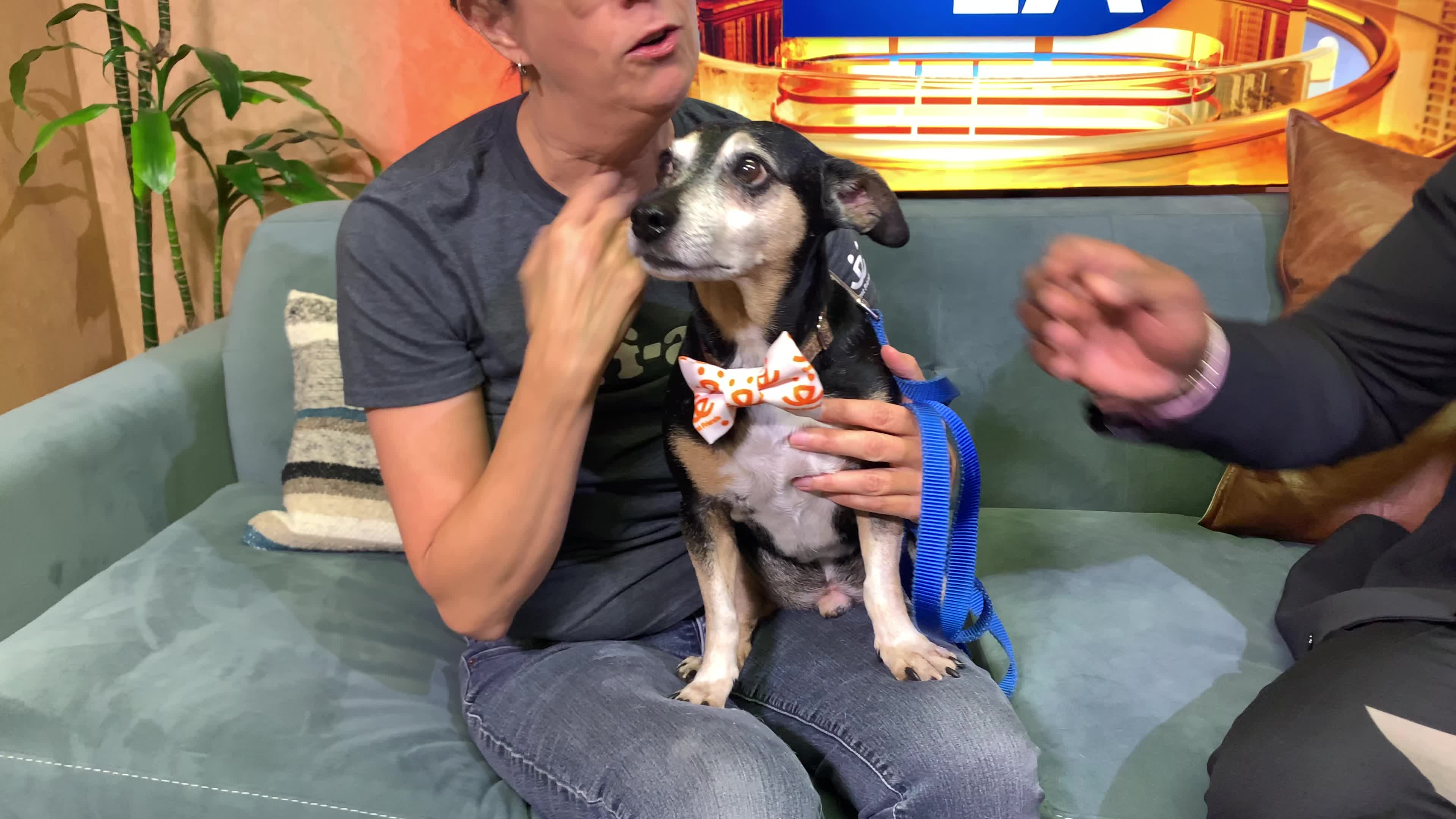Pet Project: Blake from Best Friends Animal Society