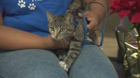 Pet Project: Lady Bowie from spcaLA