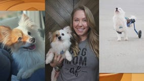 Pet Project: Ritchie from Paw Works finds his forever home