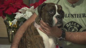 Pet Project: Jean from Boxer Rescue LA