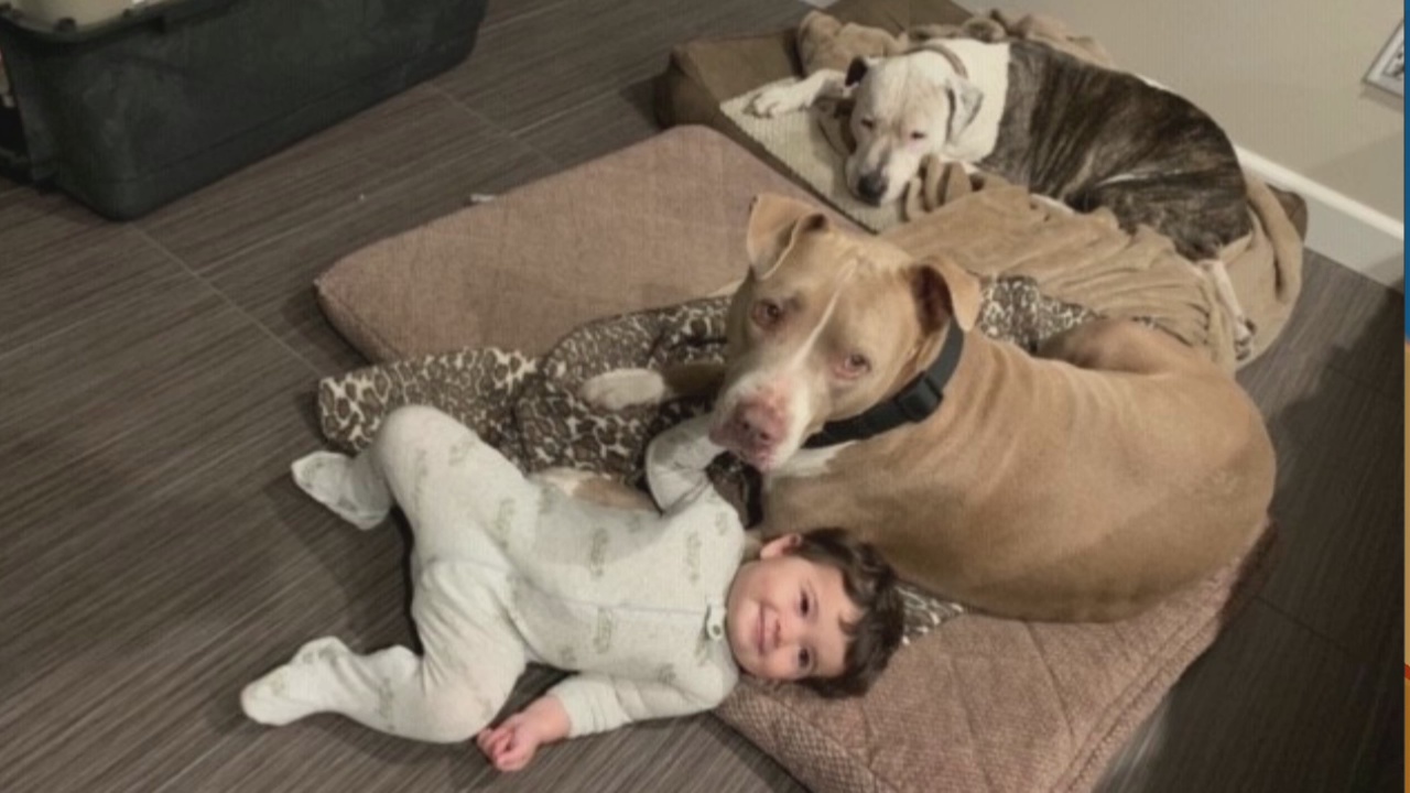 Pet Project Success Story: Scrappy finds his forever home