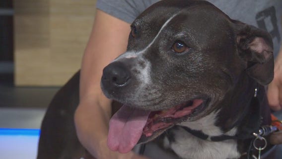 Pet Project: Adonis from NKLA Pet Adoption Center