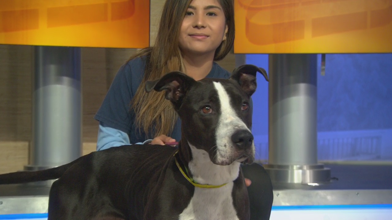 Pet Project: Bella from West LA Shelter