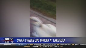 Swan chases OPD officer at Lake Eola