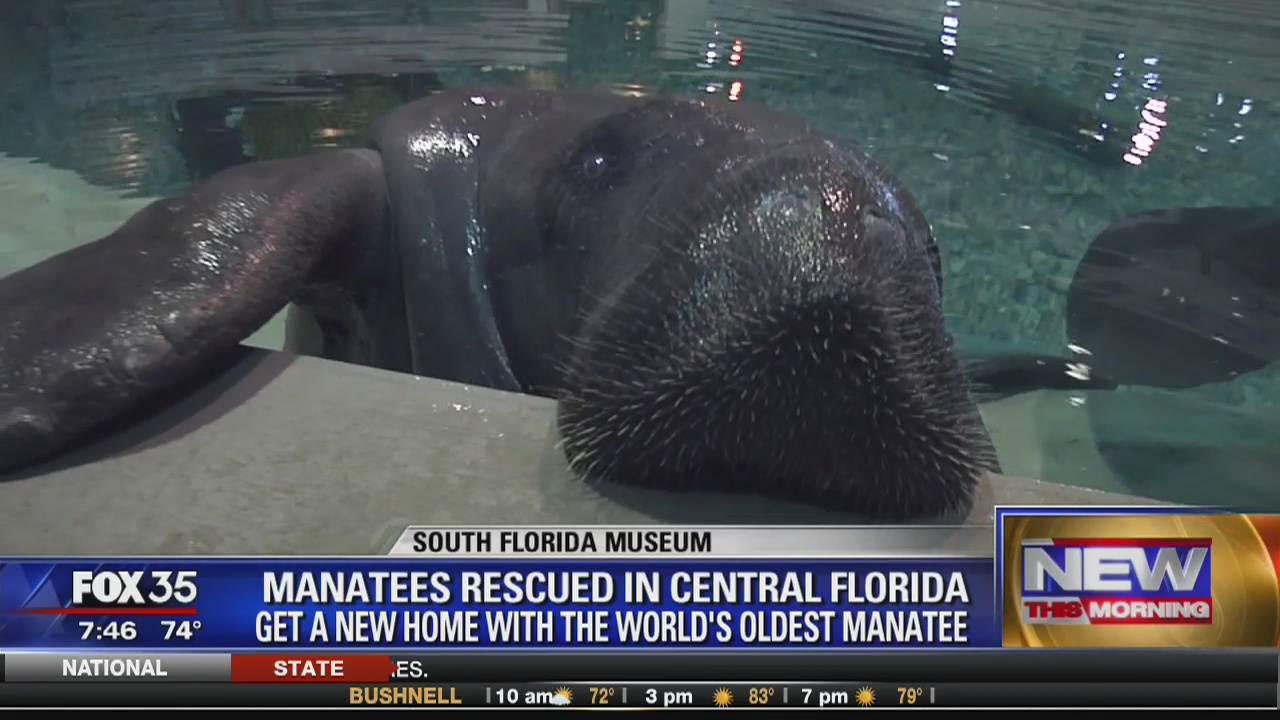 Manatees rescued in Central Forida: Gets a new home with the world's oldest manatee