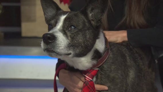 Pet Project: Henry from Karma Rescue