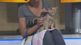 Best Friends hosting a Su-Prrrr adoption event this weekend