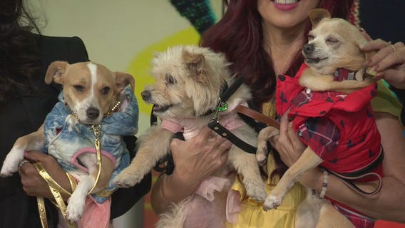 Rescue dogs available for adoption strut their stuff to show off holiday fashions for your pets